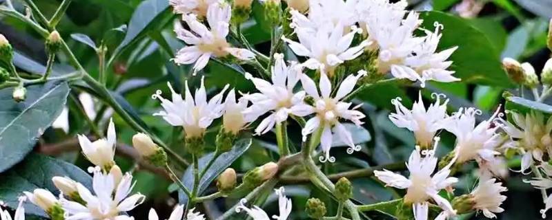 扁桃斑鸠菊夏天移栽可以吗