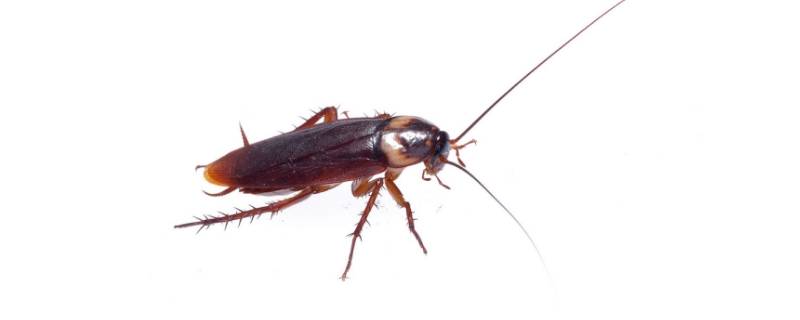 厨房的蟑螂是从哪来的