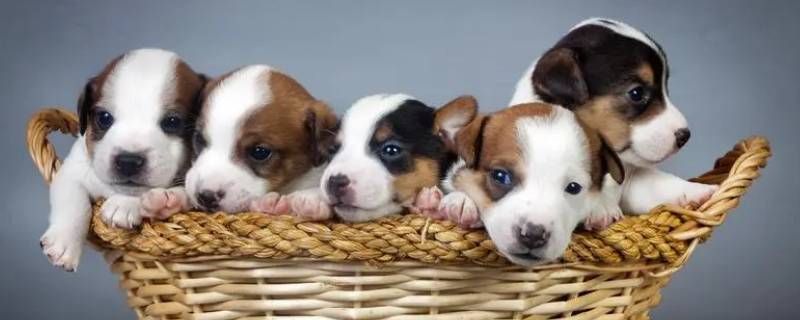 狗发了情怎么办