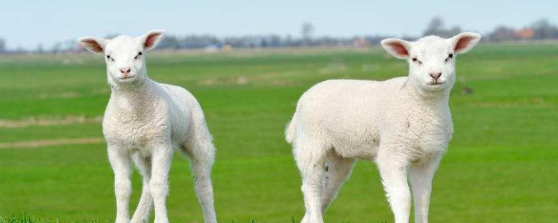 荒郊旷野打一生肖