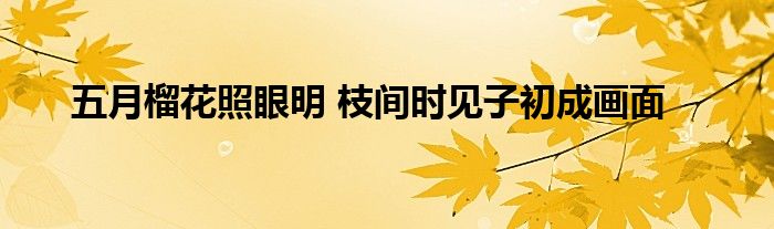 五月榴花照眼明 枝间时见子初成画面