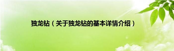 独龙钻（关于独龙钻的基本详情介绍）