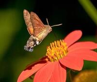 属蛇和属鸡的婚姻如何